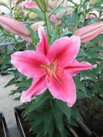 [1848 LakeCarey No01.JPG]